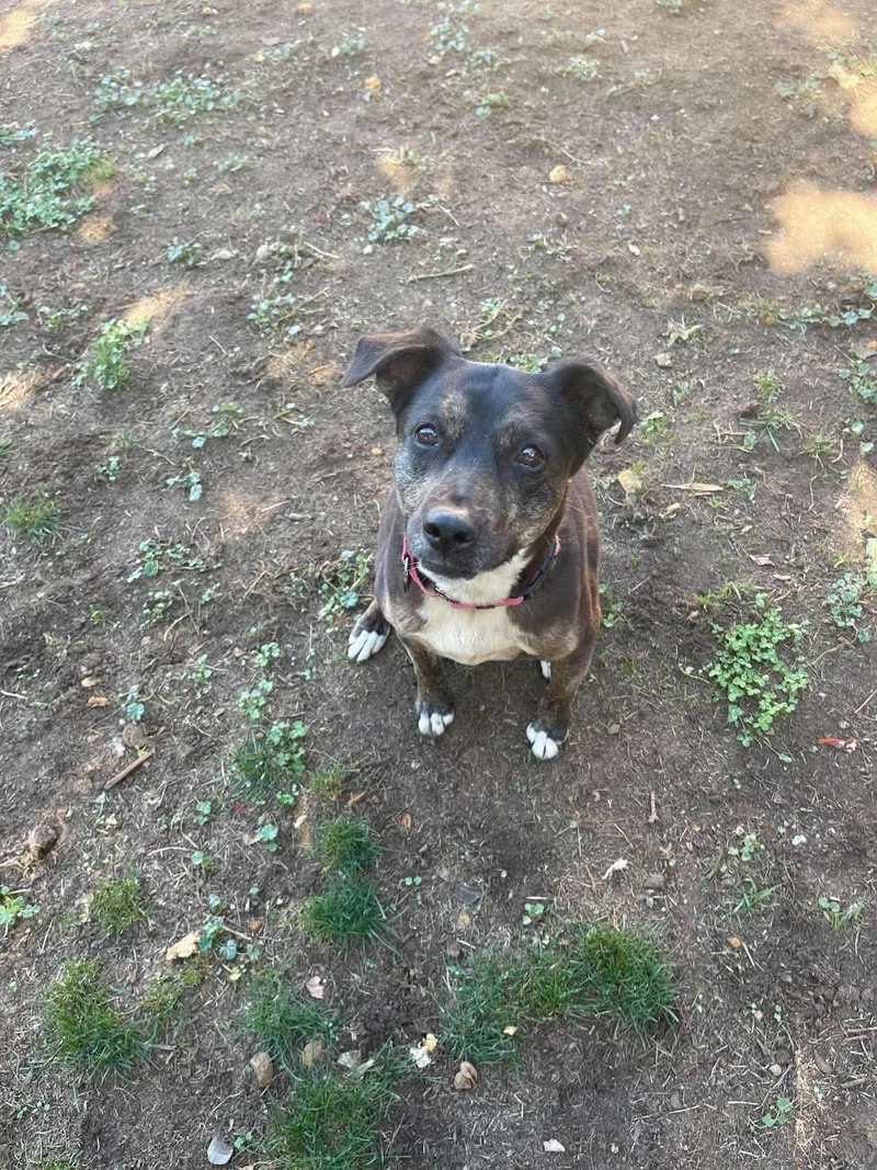 A senior medium-sized female Australian Cattle Dog / Blue Heeler dog named Harley for adoption in Anza, CA