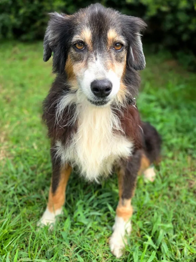 An adult medium-sized male Australian Shepherd dog named Ethan for adoption in University Place, WA