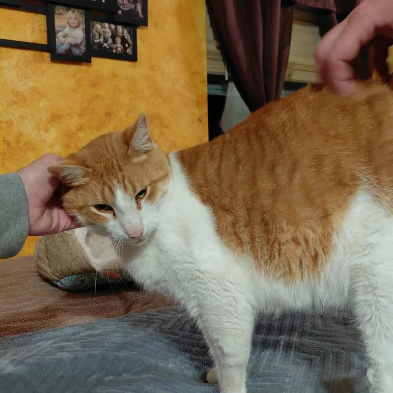 Sebastian thumbnail 3