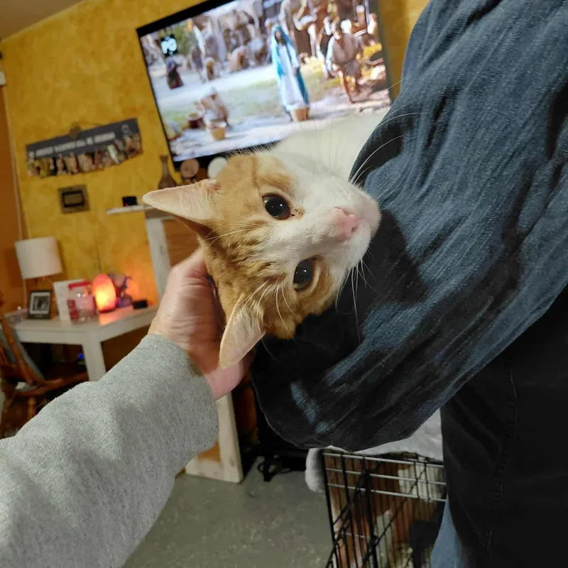 Sebastian thumbnail 4