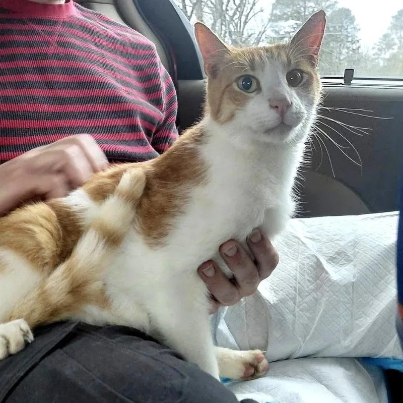 An adult large-sized male Tabby (Orange / Red) Domestic Short Hair cat named Sebastian for adoption in Houston, TX