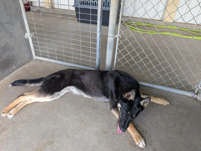 A baby large-sized female Mixed Breed dog named Winnie for adoption in Havre, MT