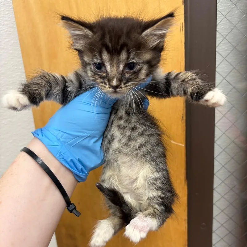 A baby small-sized female Brown / Chocolate Domestic Short Hair cat named Potato Salad Patty for adoption in Columbiana, AL