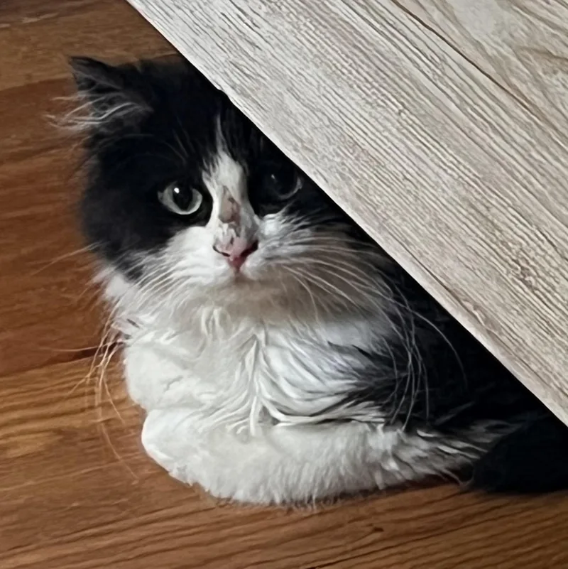 A young medium-sized male Black & White / Tuxedo Domestic Short Hair cat named Domino for adoption in Bellmawr, NJ