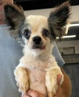 An adult small-sized female Chihuahua dog named Harmony for adoption in Thompson Falls, MT
