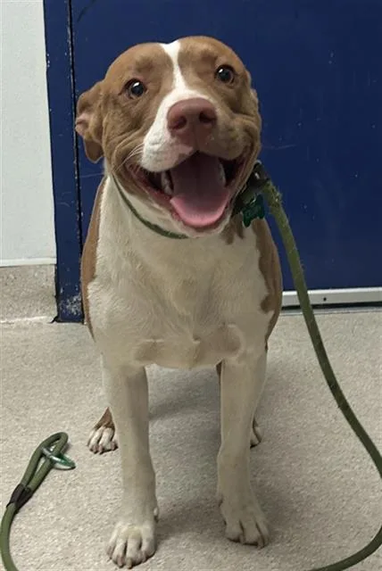 A young medium-sized male Pit Bull Terrier dog named Puppy for adoption in Bakersfield, CA