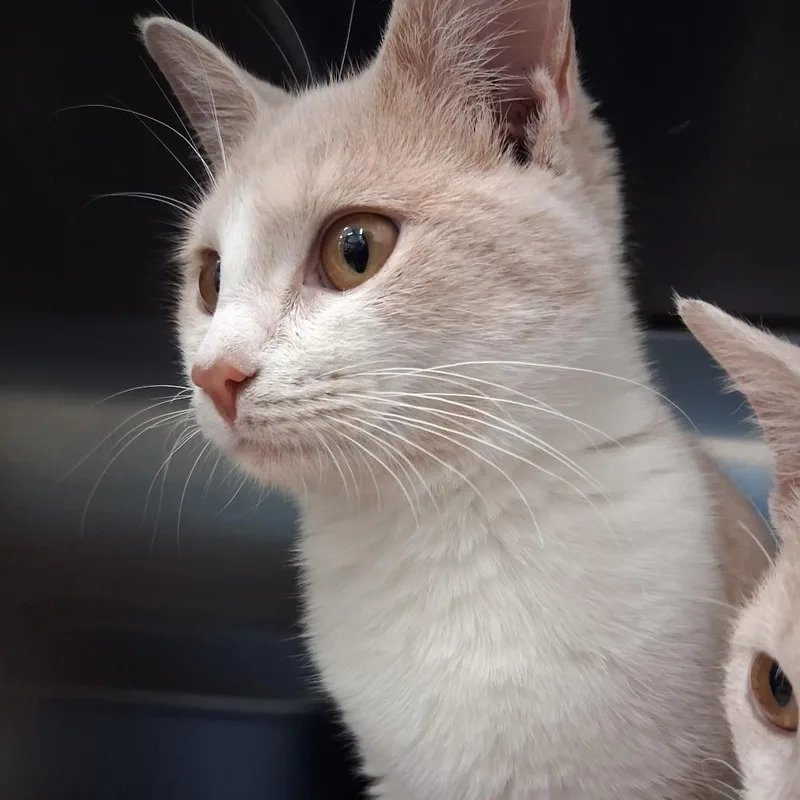 A baby small-sized female Domestic Short Hair cat named Penelope for adoption in Auburn, AL
