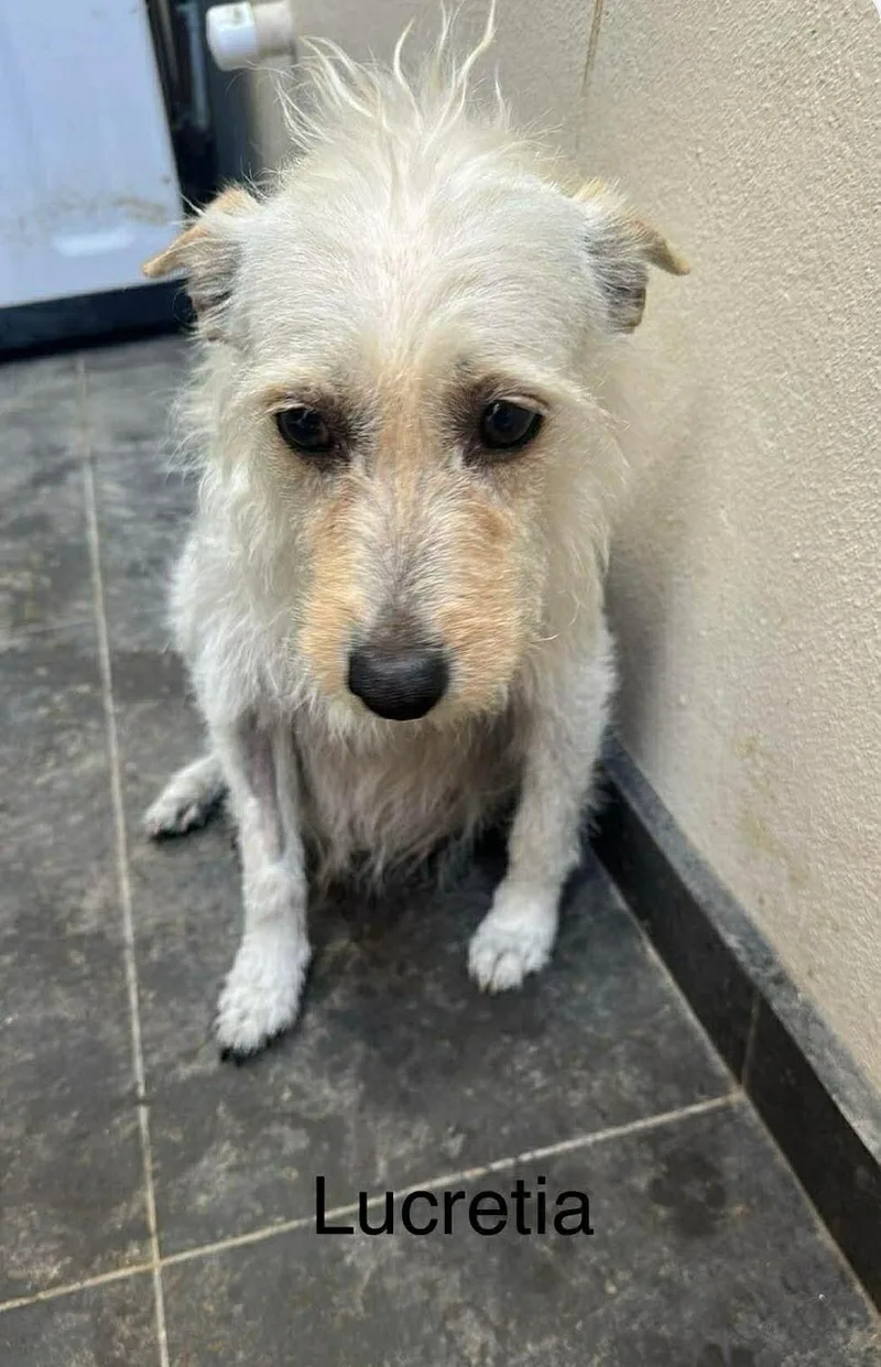 Lucretia thumbnail 2