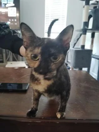 Rosie
