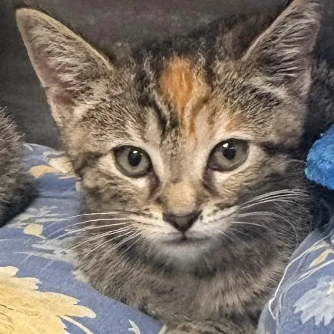 A baby small-sized female Brown / Chocolate Domestic Short Hair cat named Thumbelina for adoption in East Hanover, NJ