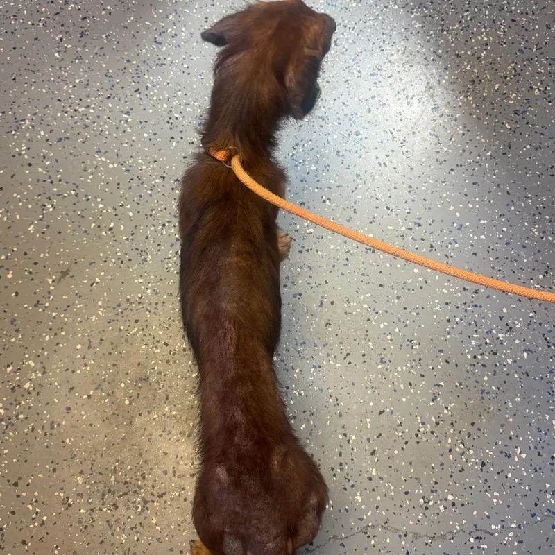 A senior medium-sized male Red / Chestnut / Orange Dachshund dog named TUSCStray for adoption in Tuscaloosa, AL