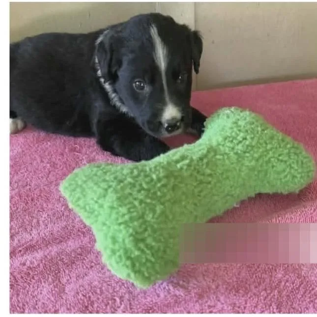 A baby medium-sized female Black Australian Shepherd dog named Valerie for adoption in Alexandria, VA