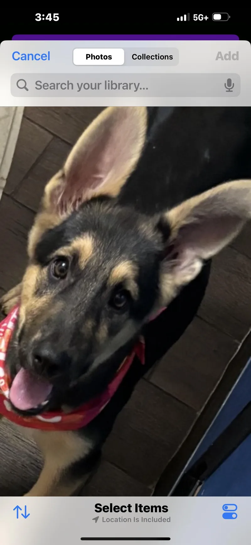 A baby medium-sized female German Shepherd Dog dog named Ms. Alissa for adoption in Haslet, TX