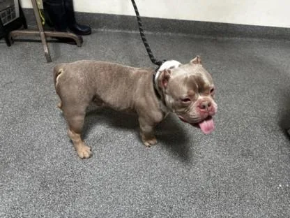 An adult medium-sized male Pit Bull Terrier dog named Scrappydoo for adoption in Los Angeles, CA