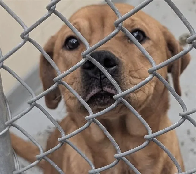 A young medium-sized female Labrador Retriever dog named Marley for adoption in Anchorage, AK