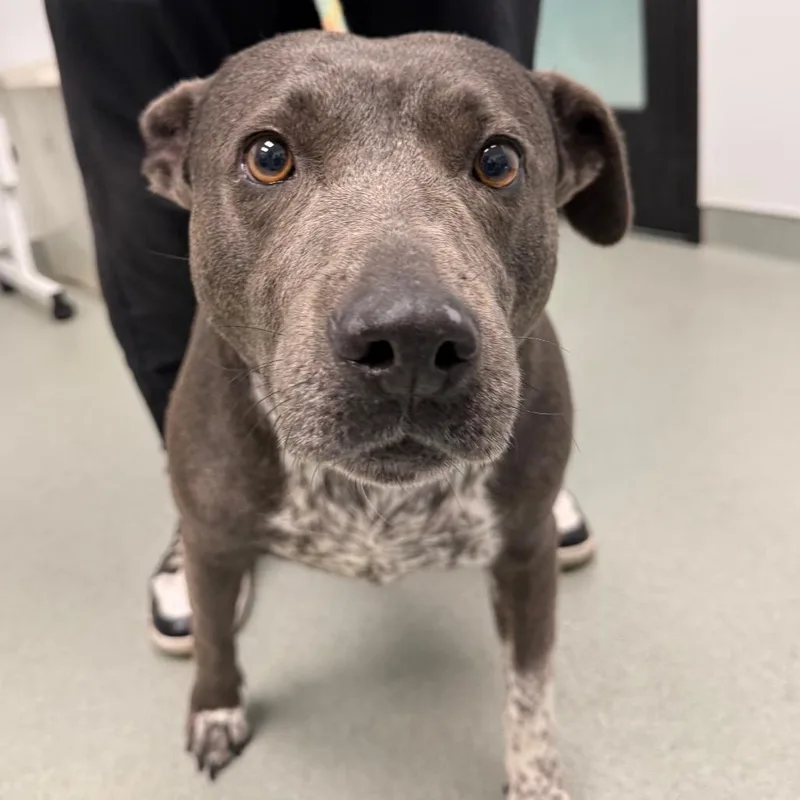 An adult medium-sized female Gray / Blue / Silver Terrier dog named Aymee for adoption in Abilene, TX
