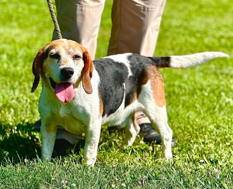 A senior medium-sized male Tricolor (Brown, Black, & White) Beagle dog named Crumpet for adoption in Millfield, OH