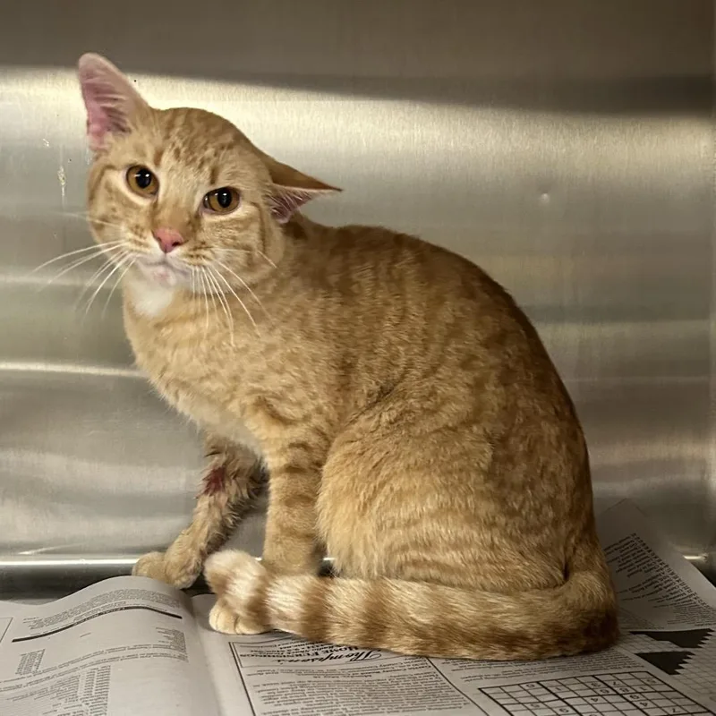 An adult medium-sized male Domestic Short Hair cat named Sunshine for adoption in Pauls Valley, OK
