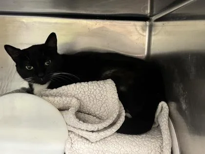 An adult medium-sized female Domestic Short Hair cat named Gracie for adoption in Daytona Beach, FL