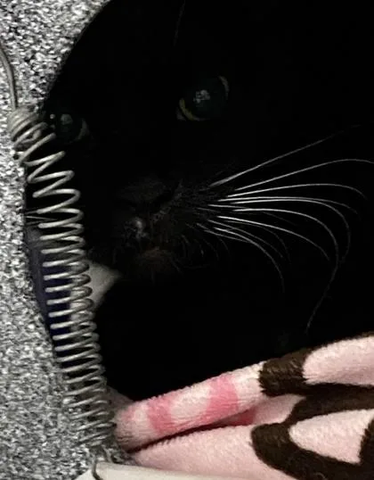 Gracie thumbnail 2