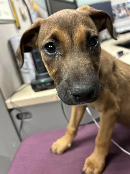 A baby medium-sized female German Shepherd Dog dog named Splenda for adoption in Victorville, CA