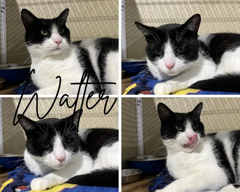 An adult medium-sized male Domestic Short Hair cat named Walter SPONSORED for adoption in Pierceton, IN
