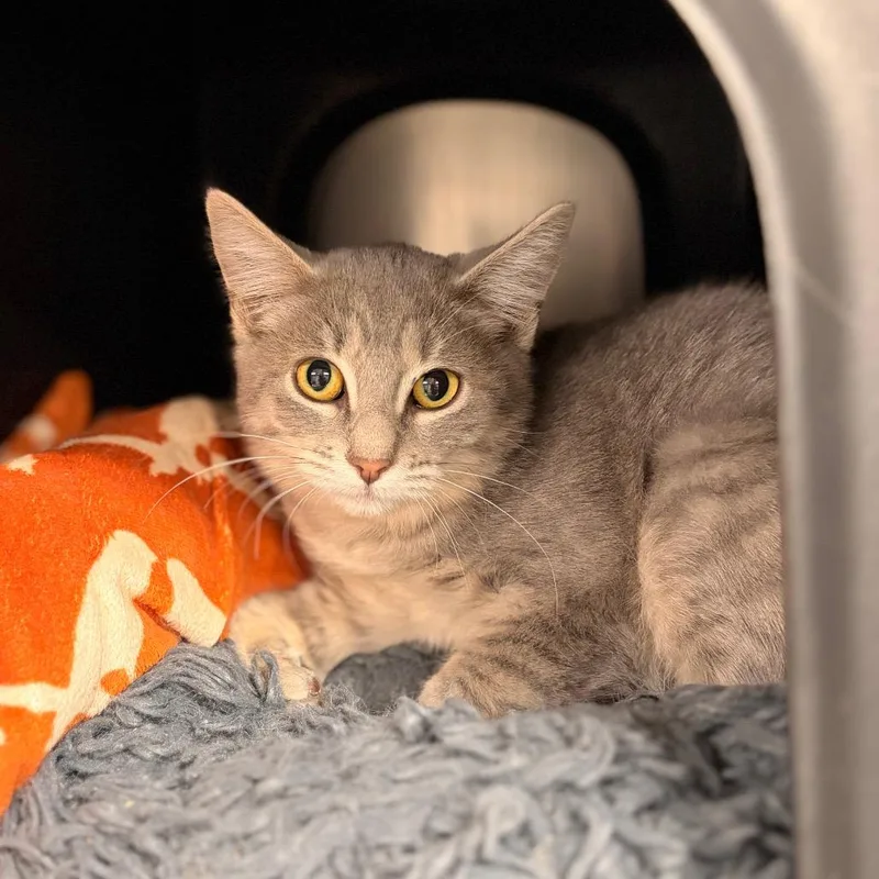 A baby small-sized female Gray / Blue / Silver Domestic Short Hair cat named Casper for adoption in Spokane, WA