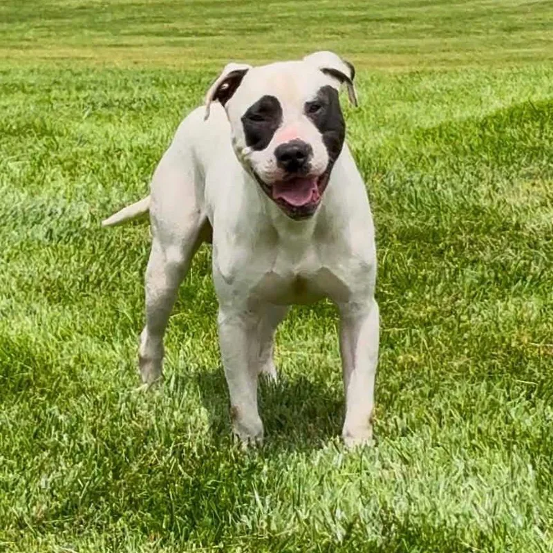 An adult large-sized male White / Cream Pit Bull Terrier dog named Panda for adoption in Valparaiso, IN