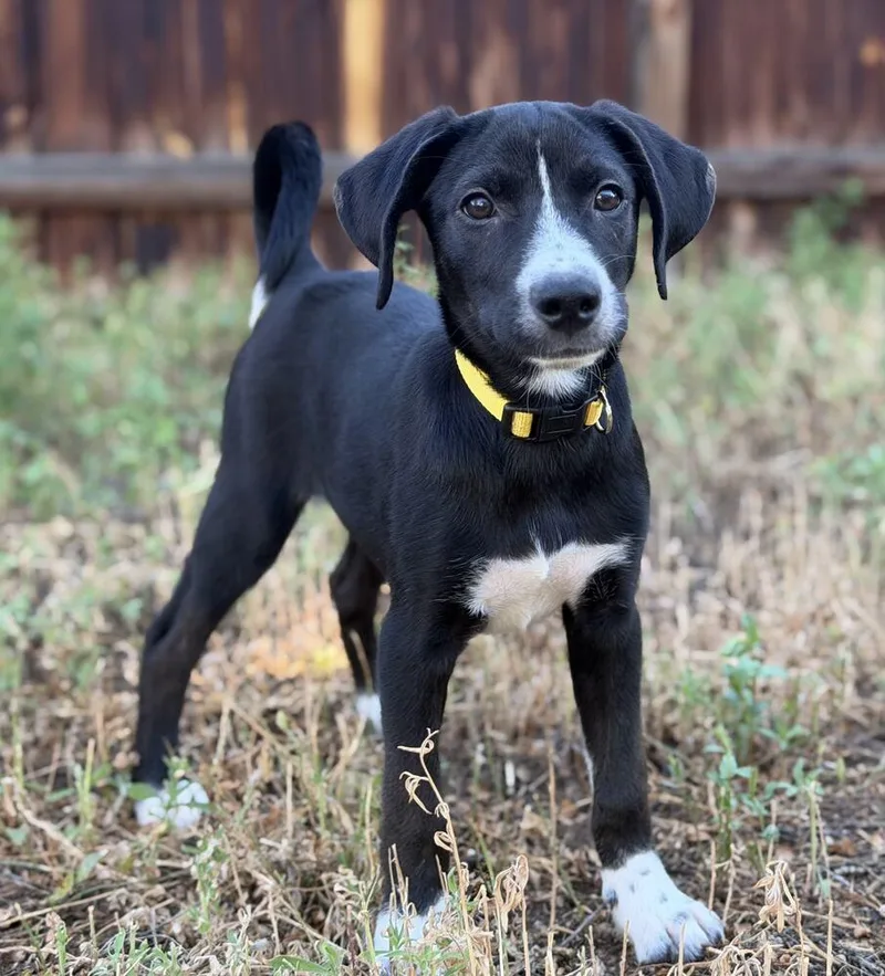 A baby medium-sized female Shepherd dog named Bella for adoption in Broomfield, CO