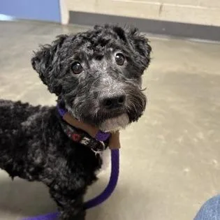 An adult small-sized male Black Mixed Breed dog named Tio for adoption in DeKalb, IL