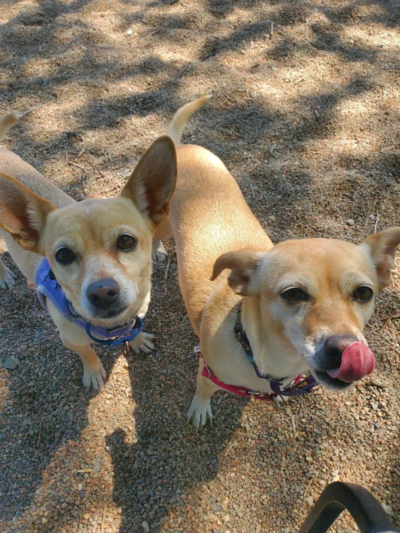 A young small-sized female Yellow / Tan / Blond / Fawn Chihuahua dog named Pixie & Trixie for adoption in Pueblo, CO