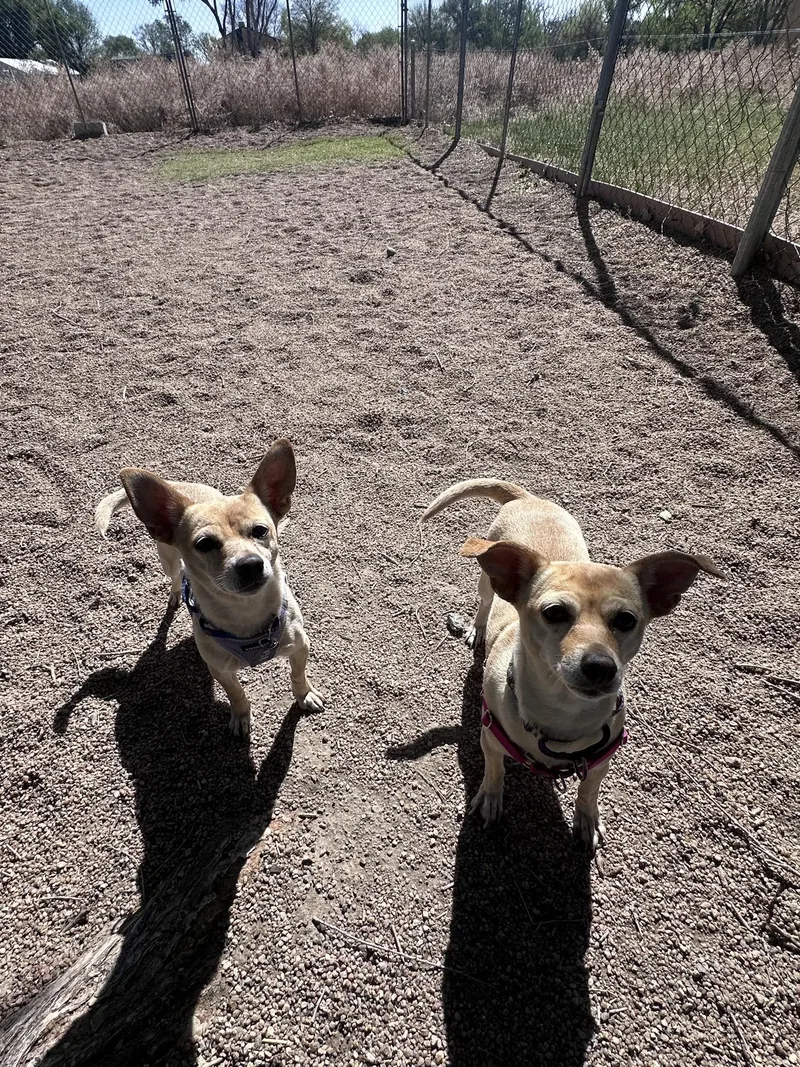 Pixie & Trixie thumbnail 4