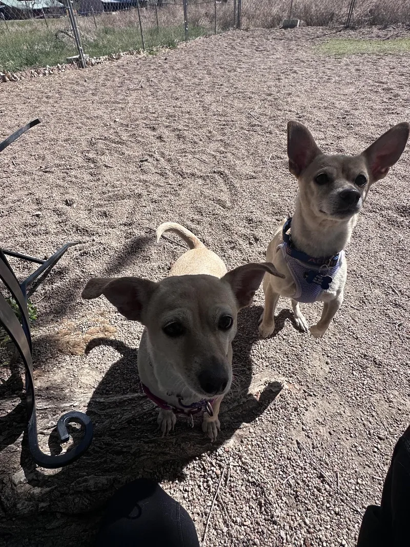 Pixie & Trixie thumbnail 5