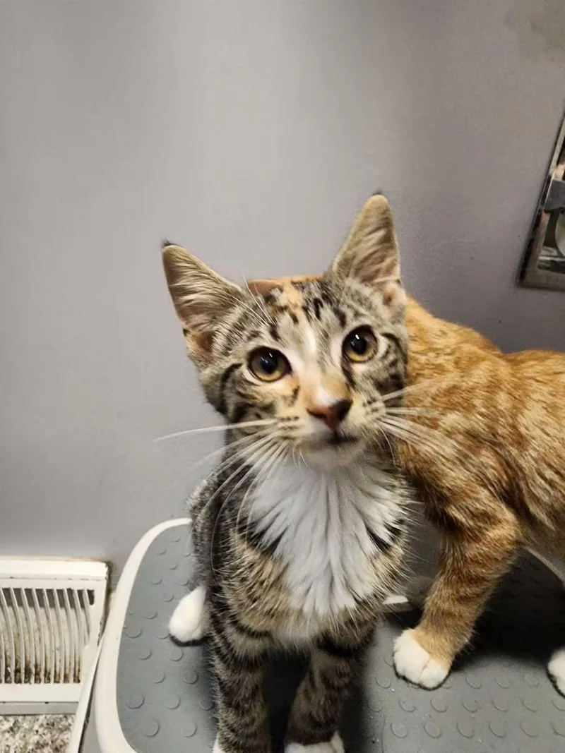 A baby medium-sized female Torbie Domestic Short Hair cat named Emma for adoption in Temple, PA
