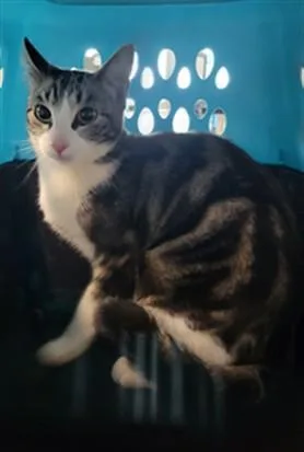 A young small-sized female Domestic Short Hair cat named Kranium for adoption in Van Nuys, CA