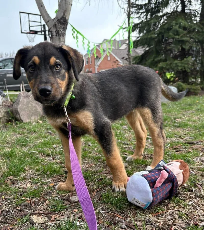 A baby large-sized female Australian Cattle Dog / Blue Heeler dog named Asadero for adoption in New Baltimore, MI