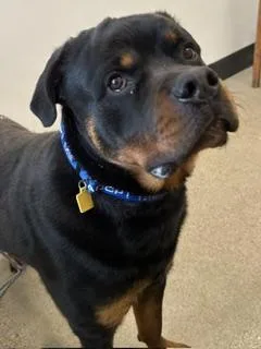A young extra large-sized male Black Rottweiler dog named Kane for adoption in Cleveland, OH