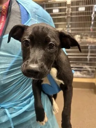 A baby large-sized female Black Mixed Breed dog named Starbucks Cake Pop for adoption in Wichita, KS