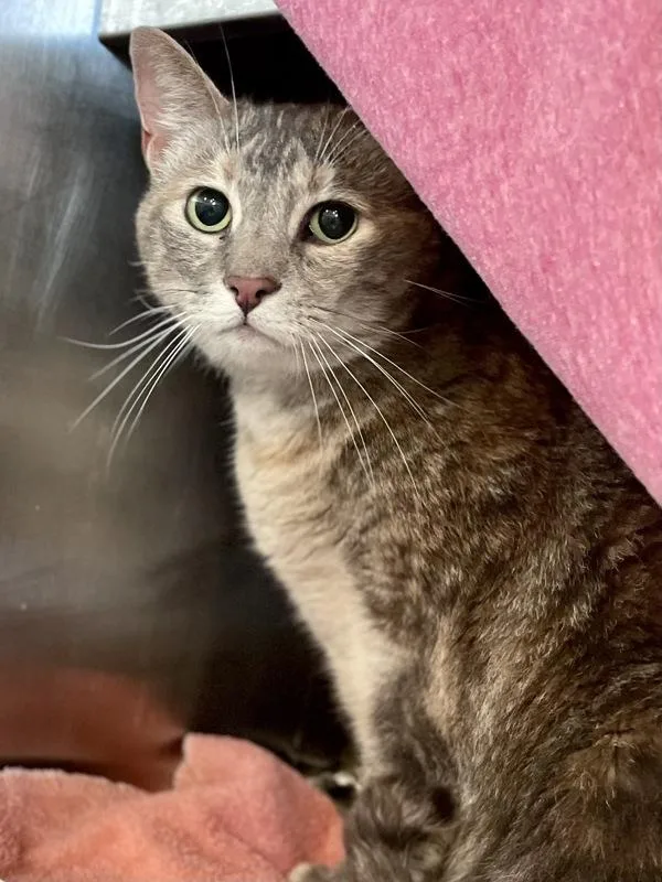 An adult small-sized female Domestic Short Hair cat named Honey Maple Ham for adoption in Austin, TX