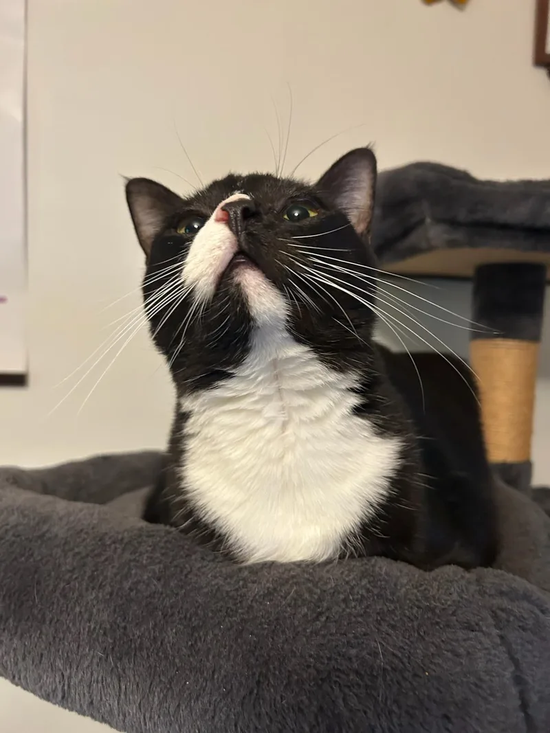 An adult large-sized male Domestic Short Hair cat named Leonard for adoption in MABLETON, GA