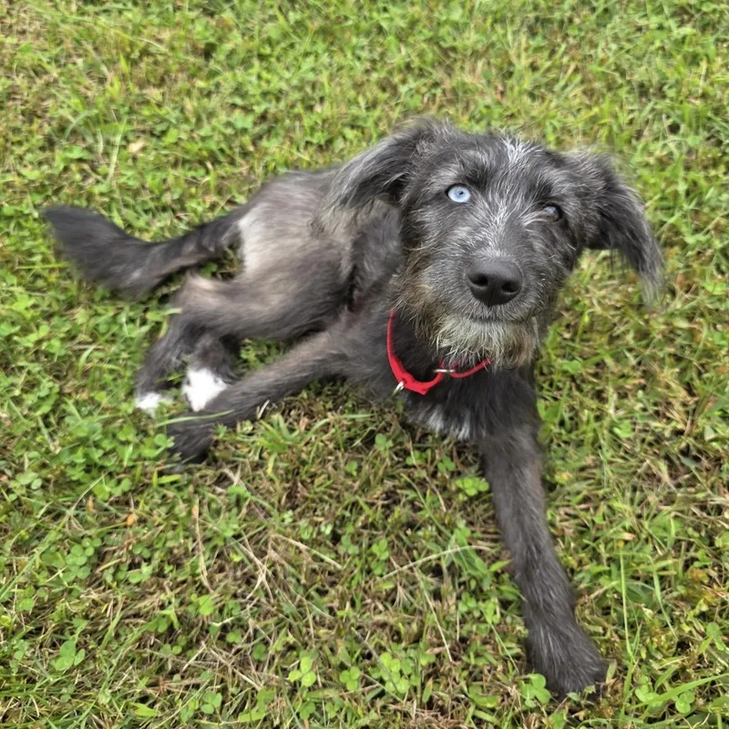 A baby medium-sized female Gray / Blue / Silver Pomsky dog named Zoey for adoption in Pelham, NH