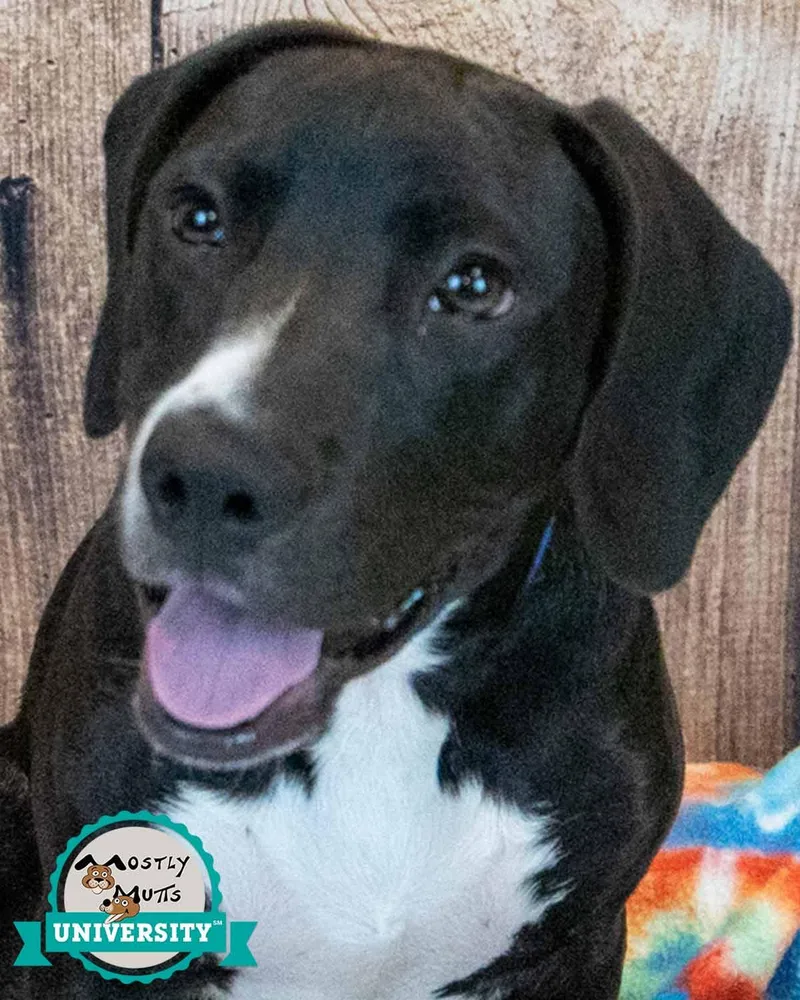 A baby medium-sized male Hound dog named Titus for adoption in Kennesaw, GA
