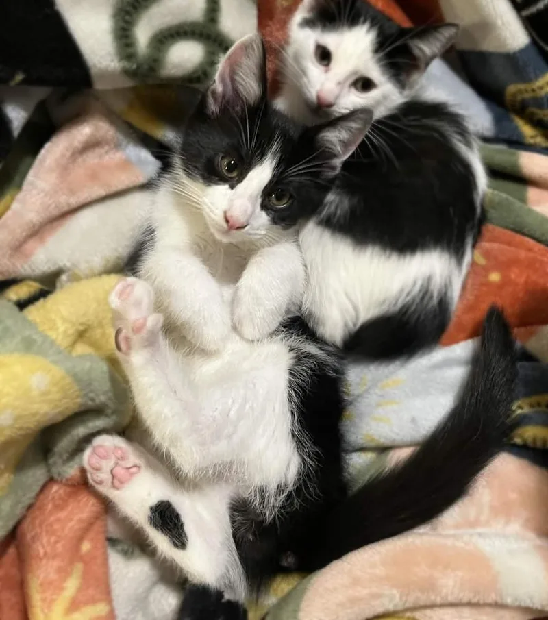 A baby medium-sized male Black & White / Tuxedo Domestic Short Hair cat named Kewpie for adoption in Philadelphia, PA