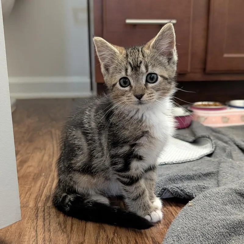 A baby small-sized female Brown / Chocolate Domestic Short Hair cat named Seriously Casual for adoption in Fredericksburg, VA