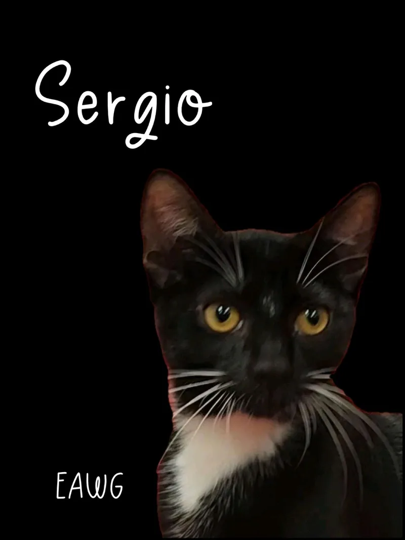 Sergio thumbnail 2