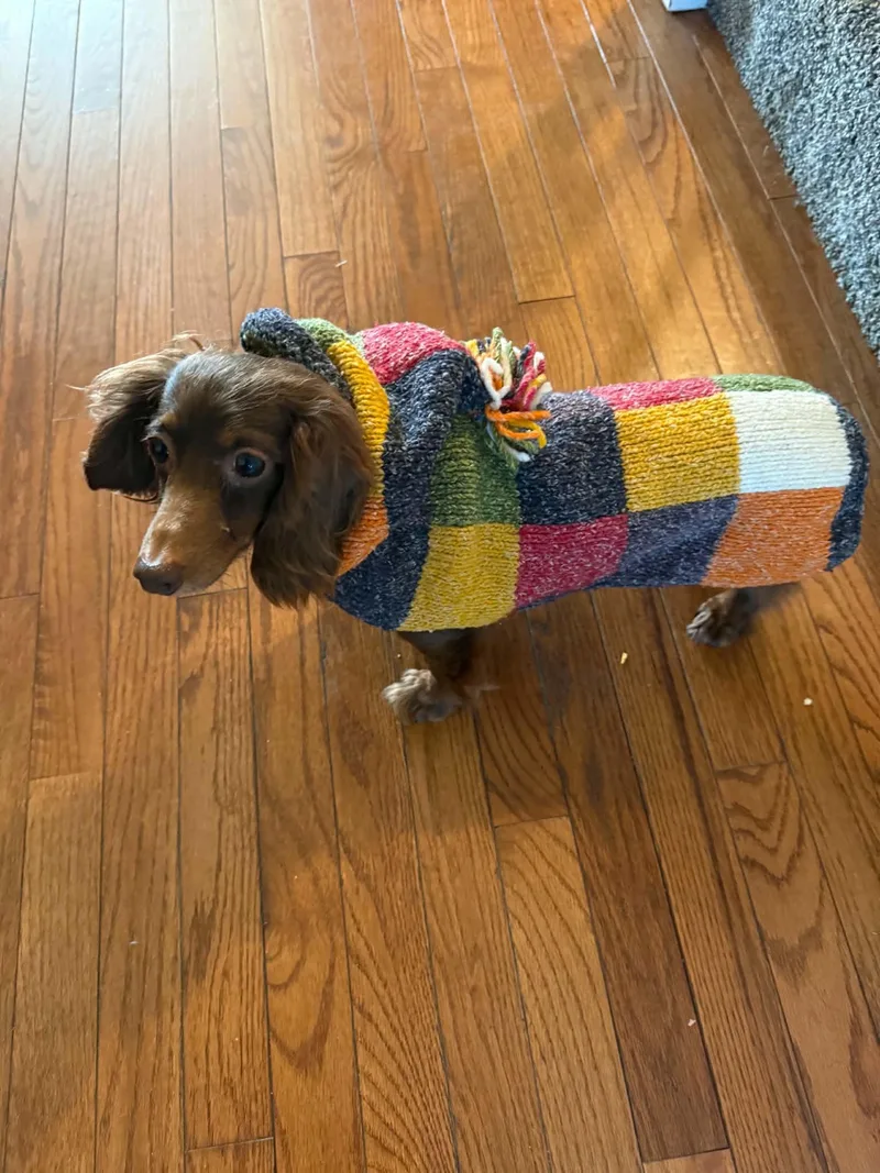 An adult small-sized female Dachshund dog named OuiNe for adoption in Havertown, PA