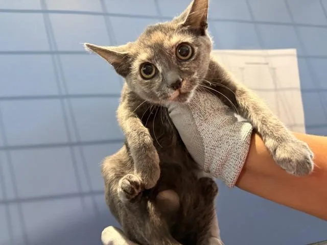 A baby small-sized female Domestic Short Hair cat named Consuela for adoption in San Bernardino, CA