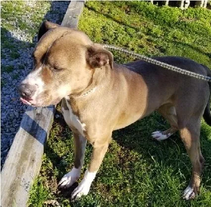 An adult medium-sized female Pit Bull Terrier dog named Mila for adoption in Philippi, WV