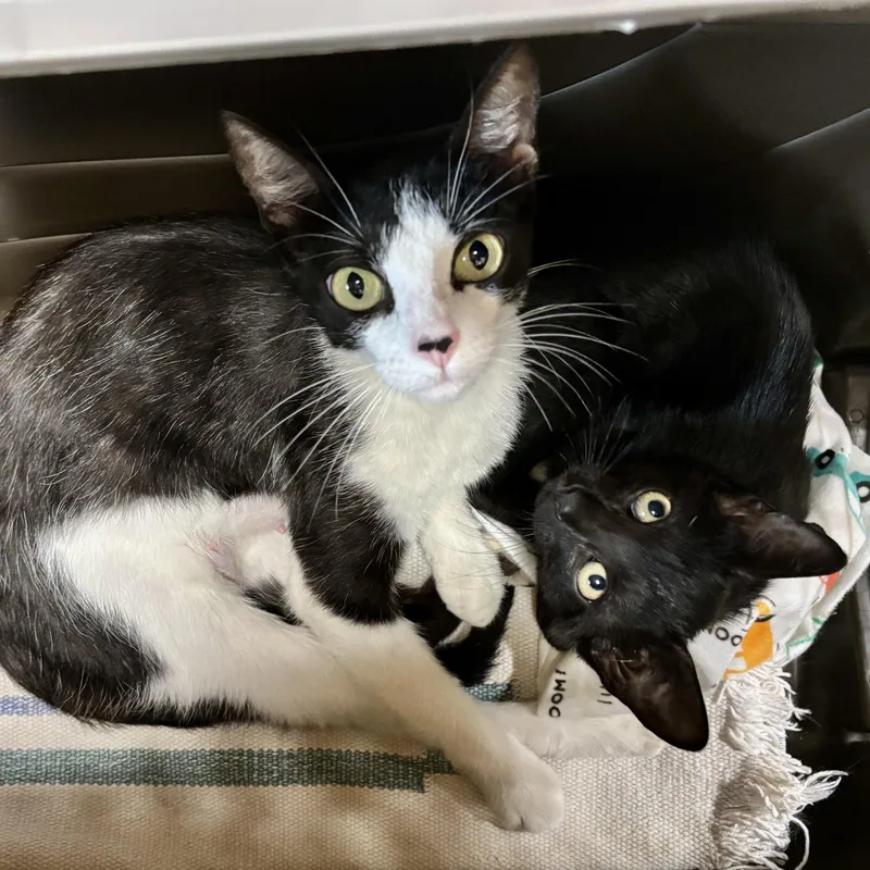 A young medium-sized female Black & White / Tuxedo Domestic Short Hair cat named Fifa for adoption in Murphysboro, IL