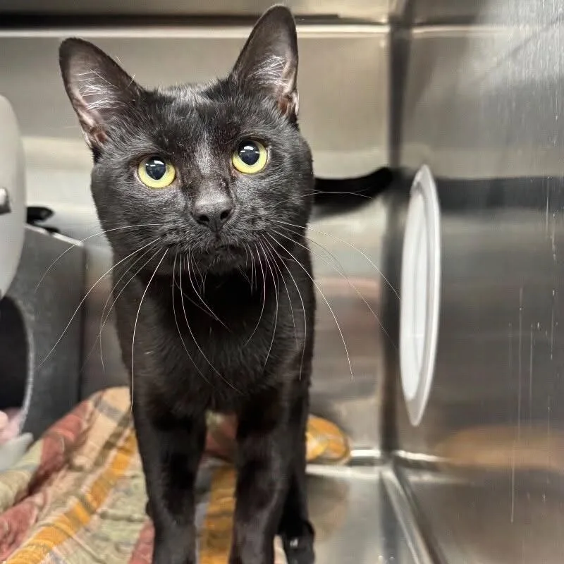 An adult medium-sized male Black Domestic Short Hair cat named Dr. Cornelius P Whiskerstein for adoption in St. Paul, MN